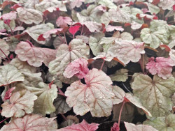 Żurawka 'Iridescent' - sadzonki C0,7 | Byliny Farm