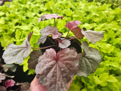 Żurawka 'Iridescent' - sadzonki C0,7 | Byliny Farm