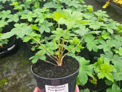 Jarzmianka 'Pink Button' - sadzonki C0,7 | Byliny Farm