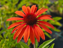 Jeżówka 'SunMagic Vintage Orange' - sadzonki | Byliny Farm