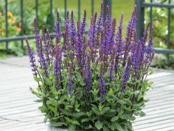 Szałwia 'Caradonna Compact Blue' - sadzonki P9 | Byliny Farm