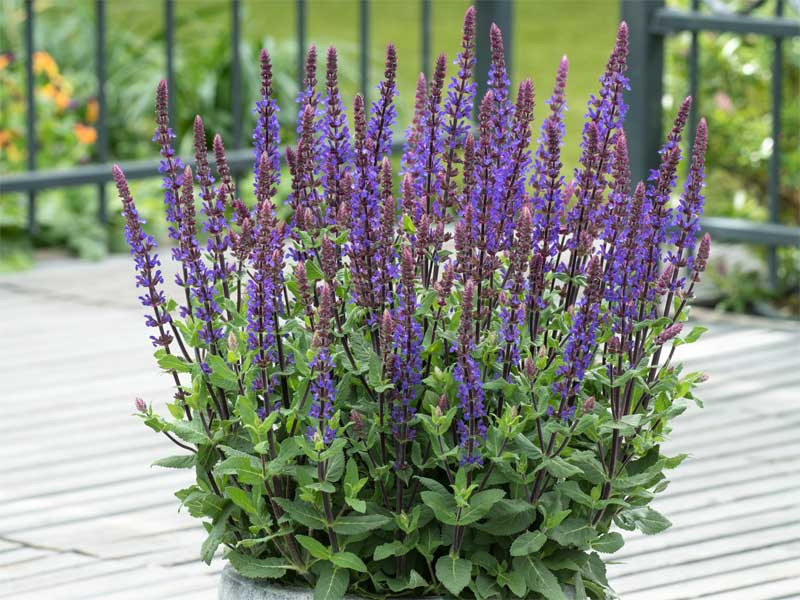 Szałwia 'Caradonna Compact Blue' - sadzonki P9 | Byliny Farm