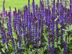 Szałwia 'Caradonna Compact Blue' - sadzonki P9 | Byliny Farm