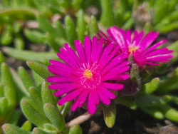 Delosperma 'Ice Cream Fuchsia' - dwa kwiaty z żółtym środkiem w dużym zbliżeniu