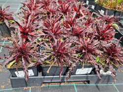 Gaura 'Graceful Light Pink' - sadzonki P9 | Byliny Farm