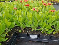 Gailardia 'Guapa Red' - sadzonki P9 | Byliny Farm