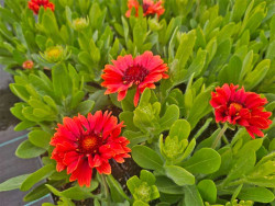 Gailardia 'Guapa Red' - sadzonki P9 | Byliny Farm