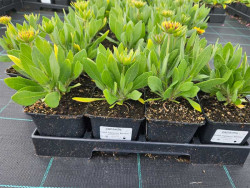 Gailardia 'Guapa Flamenco Bicolour' - sadzonki P9 | Byliny Farm