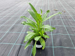 Złocień 'Sweet Daisy Shelly' - sadzonki C0,7 | Byliny Farm