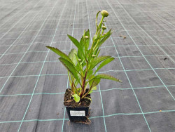 Złocień 'Sweet Daisy Rebecca' - sadzonki | Byliny Farm