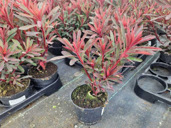 Wilczomlecz migdałolistny 'Miners Merlot' - sadzonki | Byliny Farm