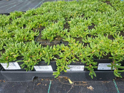 Delosperma 'Sundella Red' - sadzonki P9 | Byliny Farm