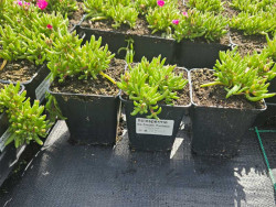 Delosperma 'Ice Cream Fuchsia' - sadzonki w doniczkach P9 z etykietą