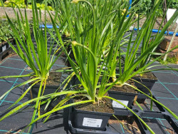 Czosnek 'Millenium' - sadzonki 1L | Byliny Farm