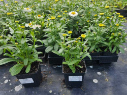 Złocień 'Sweet Daisy Shelly' - sadzonki | Byliny Farm