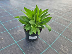 Stokezja Peachie's Pick - sadzonki C0,7 | Byliny Farm