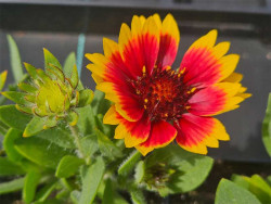 Gailardia 'Guapa Flamenco Bicolour' - sadzonki P9 | Byliny Farm