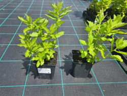 Dzwonek kremowy Prichard's Variety - sadzonki P9 | Byliny Farm