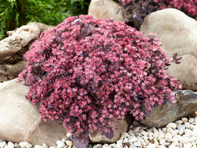 Rozchodnik 'Sunsparkler Firecracker' - sadzonki P9 | Byliny Farm