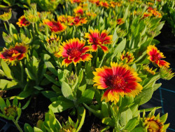 Gailardia 'Guapa Flamenco Bicolour' - sadzonki P9 | Byliny Farm