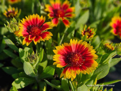 Gailardia 'Guapa Flamenco Bicolour' - sadzonki P9 | Byliny Farm