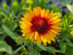 Gailardia 'Mesa Bright Bicolour' - sadzonki P9 | Byliny Farm