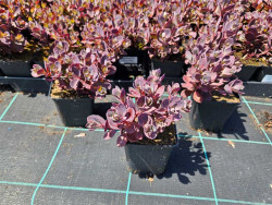 Rozchodnik 'Sunsparkler Firecracker' - sadzonki P9 | Byliny Farm
