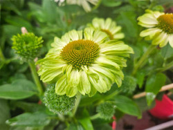 Jeżówka 'SunSeekers Apple Green' - sadzonki | Byliny Farm