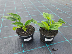 Jeżówka 'SunSeekers Apple Green' - sadzonki | Byliny Farm