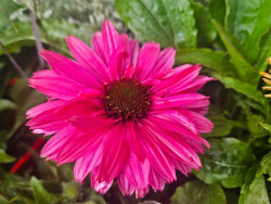 Jeżówka 'SunSeekers Sweet Fuchsia' - fuksjowy kwiat z odgiętymi płatkami z bliska