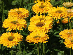 Jeżówka 'SunSeekers Golden Sun' - sadzonki | Byliny Farm