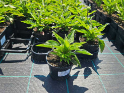 Jeżówka 'SunSeekers Sweet Fuchsia' - sadzonki w okrągłych doniczkach w szkółce