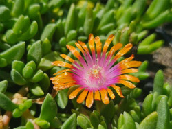 delosperma Sundella Red