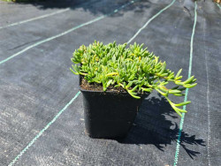 delosperma Sundella Red