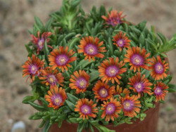 delosperma Sundella Red
