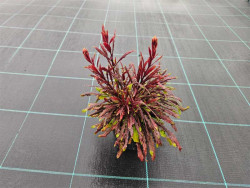 Gaura Lindheimera 'Graceful Pink' - sadzonki P9 | Byliny Farm