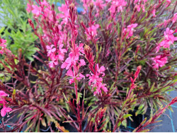 gaura Graceful Pink  - Gaura lindheimeri Graceful Pink