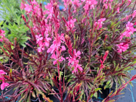 Gaura Lindheimera 'Graceful Pink' - sadzonki P9 | Byliny Farm