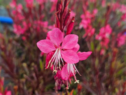 Gaura Lindheimera 'Graceful Pink' - sadzonki P9 | Byliny Farm