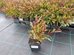 Gaura Lindheimera 'Siskiyou Pink' - sadzonka w doniczce na tle szkółki