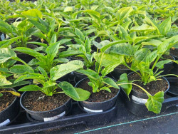 Jeżówka 'SunSeekers Apple Green' - sadzonki | Byliny Farm