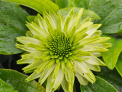 Jeżówka 'SunSeekers Apple Green' - sadzonki | Byliny Farm