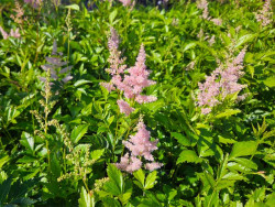 Tawułka japońska 'Peach Blossom' - sadzonki P11 | Byliny Farm
