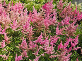 Tawułka Arendsa 'Anita Pfeifer' - sadzonki 1L | Byliny Farm