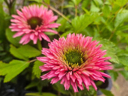 jeżówka Bolero Pink - echinacea Bolero Pink