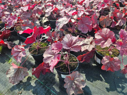 Żurawka 'Iridescent' - sadzonki C0,7 | Byliny Farm