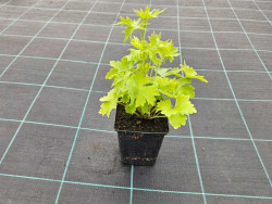 Ostróżka 'Magic Fountain Sky Blue White Bee' - sadzonki | Byliny Farm