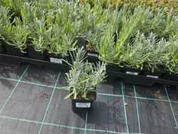 Lawenda wąskolistna 'Edelweiss' - sadzonki P9 | Byliny Farm