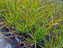 Rozplenica japońska 'Burgundy Bunny' - sadzonki 1L | Byliny Farm