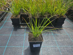Rozplenica japońska 'Burgundy Bunny' - sadzonki 1L | Byliny Farm